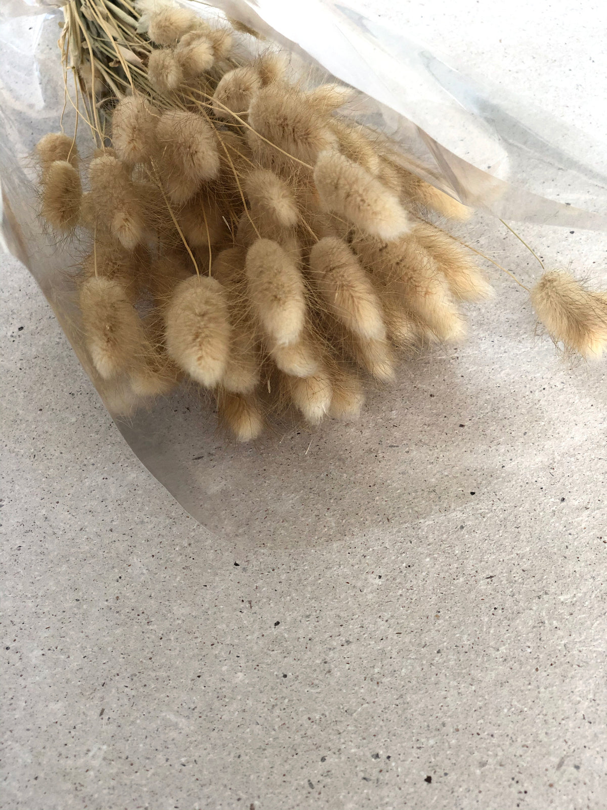 Lagarus naturel – Tiny Glory Rijkevorsel